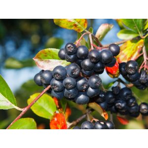 Arónia (Aronia melanocarpa) ´GALICIJANKA´ - výška 50-80 cm; kont.C3L